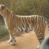 tadoba jungle